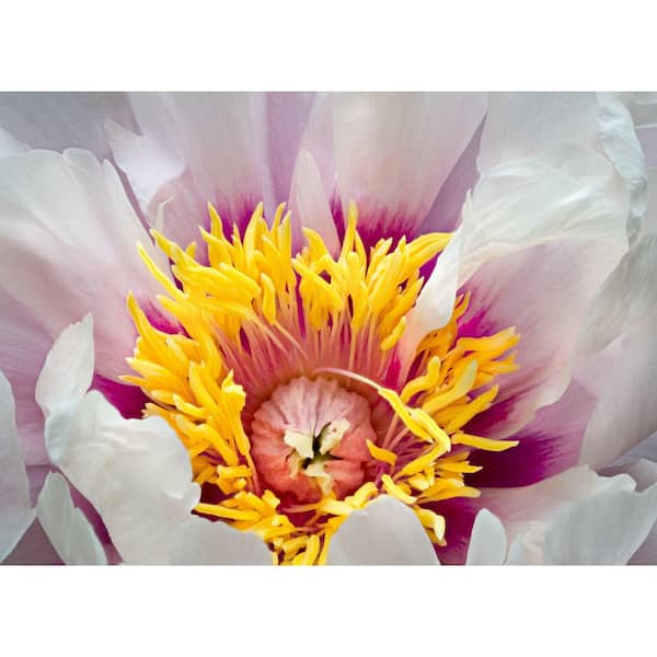 3 Gal. Cora Louise Peony (Paeonia Itoh) Live Shrub with White-Dark Lavender  central flares Double Blooms