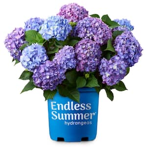 2 Gal. BloomStruck Reblooming Hydrangea Flowering Shrub, Blue or Purple Flowers