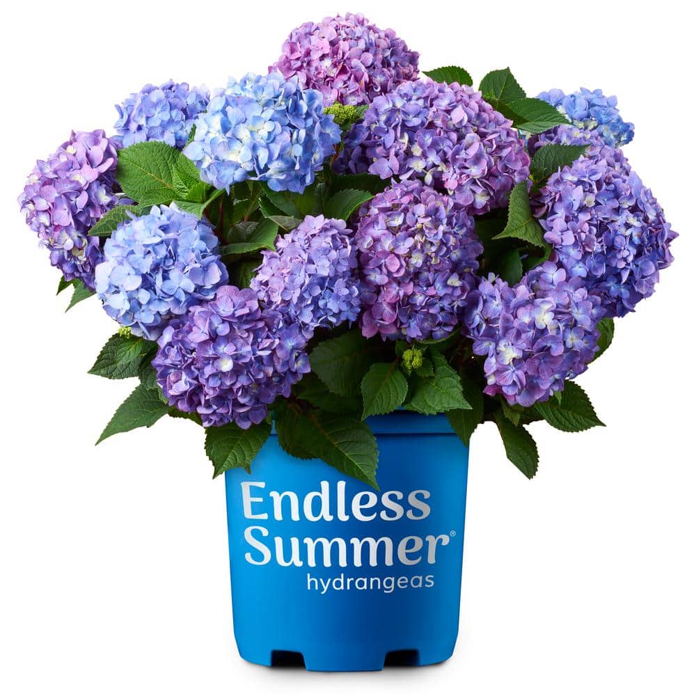 3 Gal. BloomStruck Reblooming Hydrangea Flowering Shrub, Blue or Purple Flo