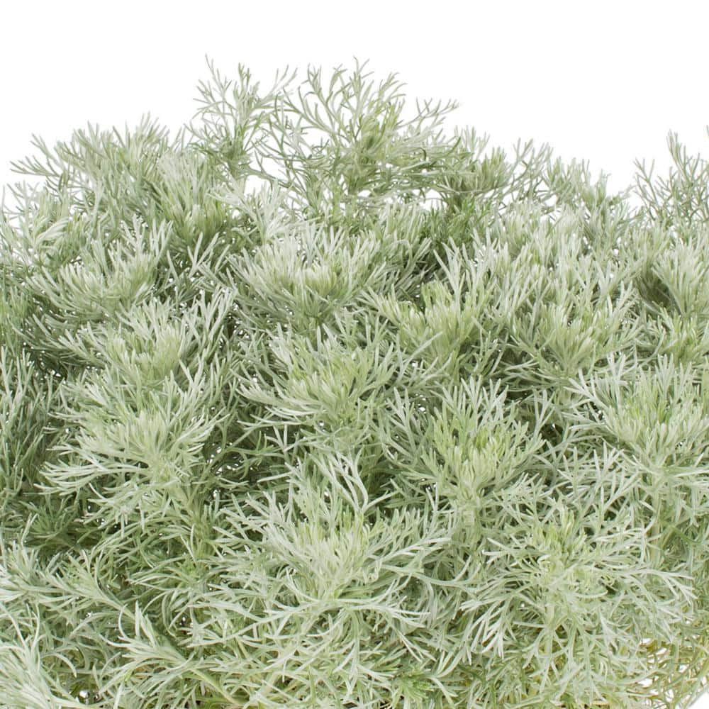 Silver Mound Artemisia 2 Quart Fragrant Perennial Plant Trio