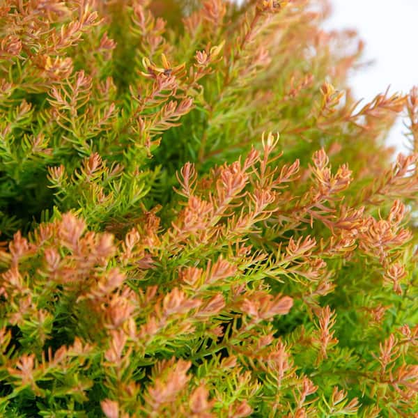 2 Gal. Fire Chief Arborvitae (Thuja) Live Dwarf Evergreen Shrub, Golden-Orange Foliage