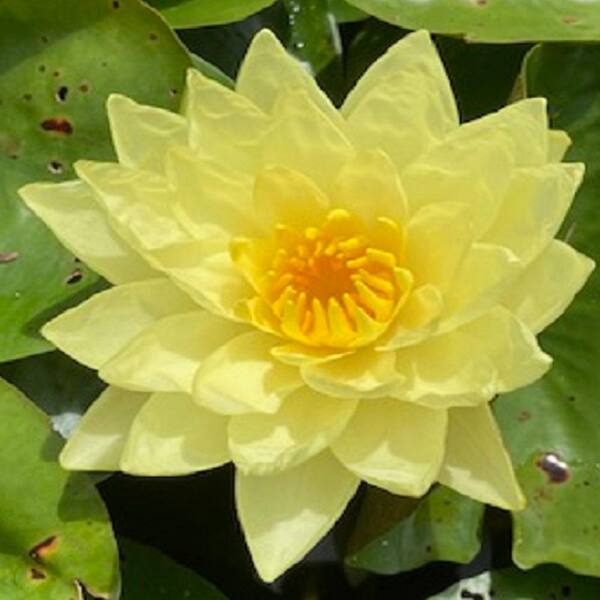 Unbranded Givhandys 4-1/2 in. Potted Joey Tomocik Hardy Water Lily Aquatic Pond Plant