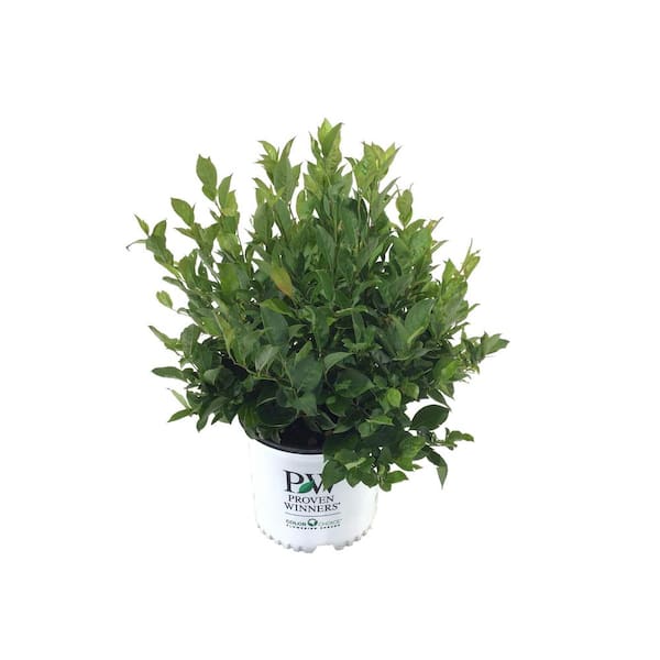 PROVEN WINNERS Sweetspire (Itea Virginica) Little Henry