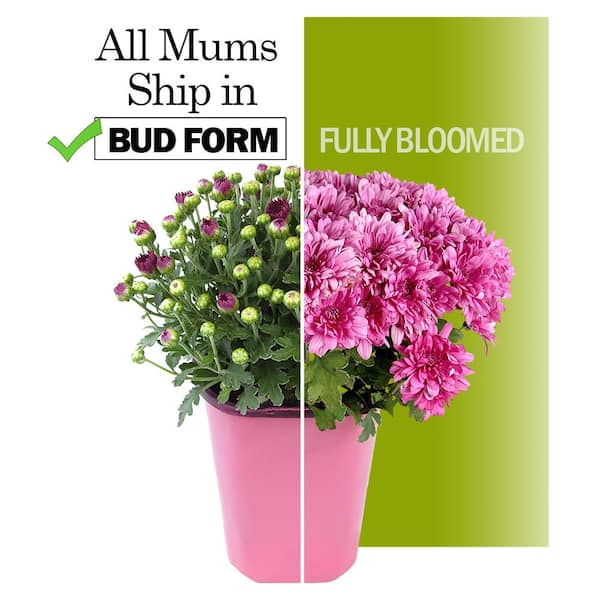 1 qt. Orange Mum Chrysanthemum (4-Pack)