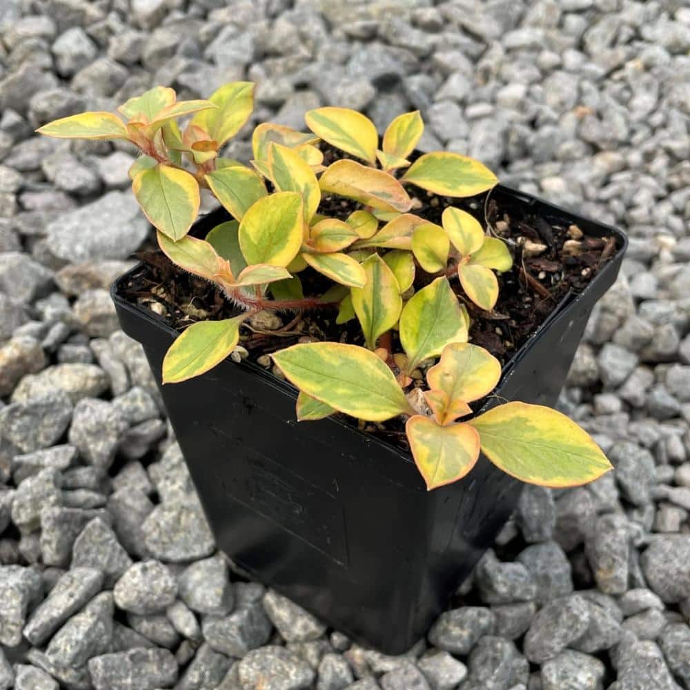 Golden Sunset Plant - 3 Live Starter Plants - Lysimachia Congestiflora - Colorful Beautiful Trailing Cascading Easy Care price history on PriceWatchPro