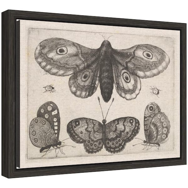 Sylvie "Moth Three Butterflies" by Nostalgia Prints Animals Framed Canvas Art Print 10 in. x 13 in.