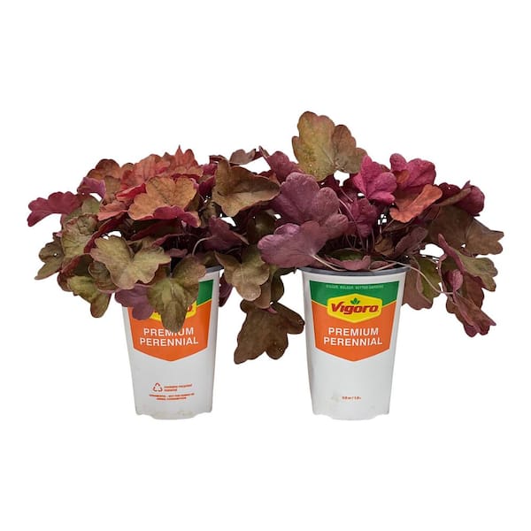 Vigoro 2.5 Qt. Vigoro Heuchera Carnival Peach Parfait in 6.33 in. Grower's Pot (2-Plants)