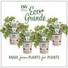 PROVEN WINNERS 4.25 in. Eco+Grande Tricolor Sweet Potato Vine (Ipomoea) Live Plant, Green, Pink, and White Foliage (4-Pack) IPOPRW1047504