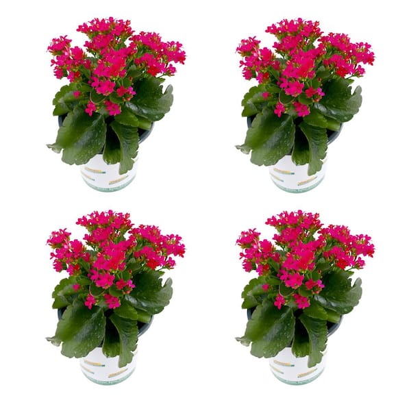 Vigoro 1.0 qt. Annual Kalanchoe Kerinci Rose (4-Pack)
