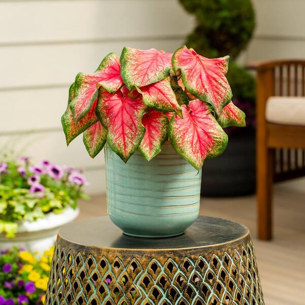 2 Qt. Caladium Heart to Heart Tickle Me Pink Red and Green Bicolor Annual Plant (3-Pack)