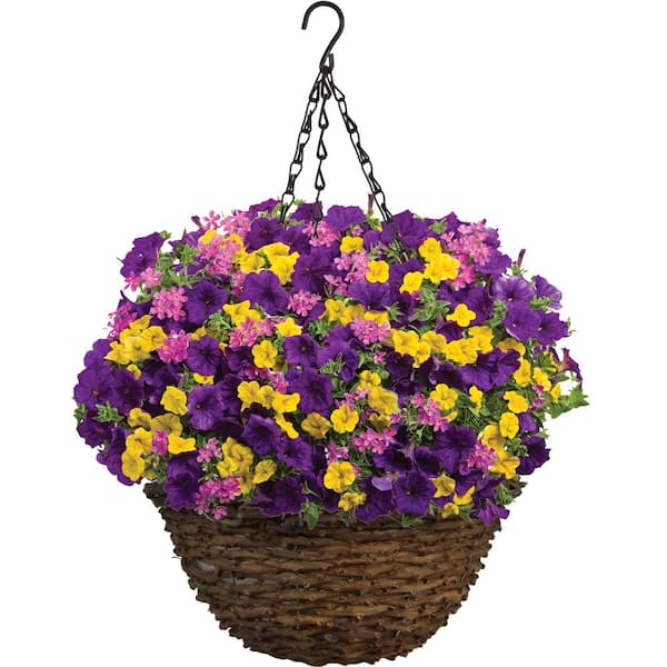 Strong Wire 12" Hanging Basket complete with Chains Multi Buy Discounted Deals 