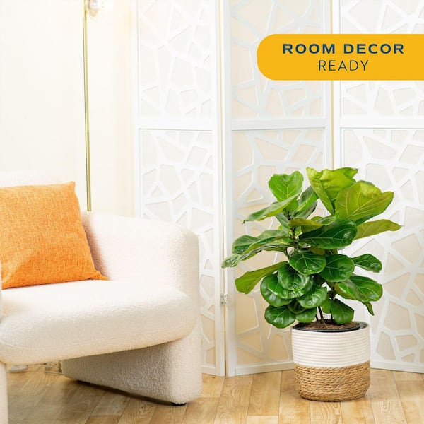 Ficus Lyrata Fiddle Leaf Bush Indoor Floor Plant in 9.25 in. Decor Basket, Avg. Shipping Height 3-4 ft.