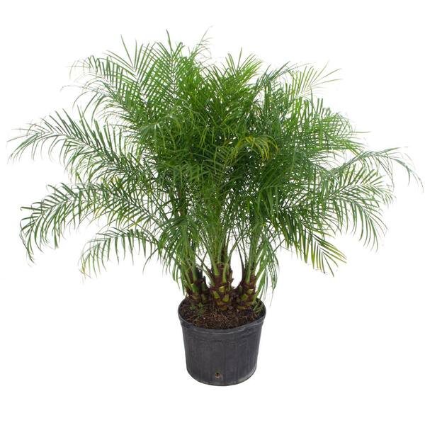 The Plant Stand of Arizona 15 Gal. Multi-Trunked Phoenix