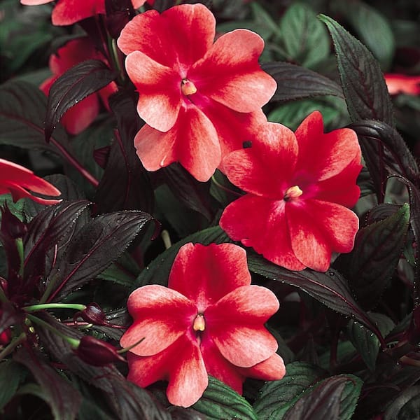 Unbranded 3.5 Pt. Red Bicolor New Guinea Impatien