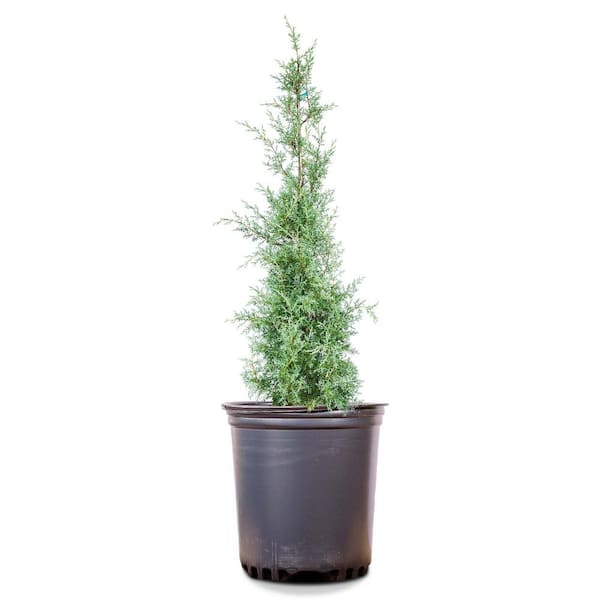 Carolina Sapphire Cypress Tree in 1 Gal. Grower's Pot