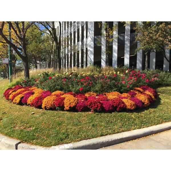 Premium Photo  A stunning flower garden bursting with vibrant colors and  fragrant blooms