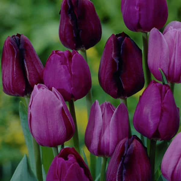 VAN ZYVERDEN Tulips NonStop Purple Blend Set of 12 Bulbs