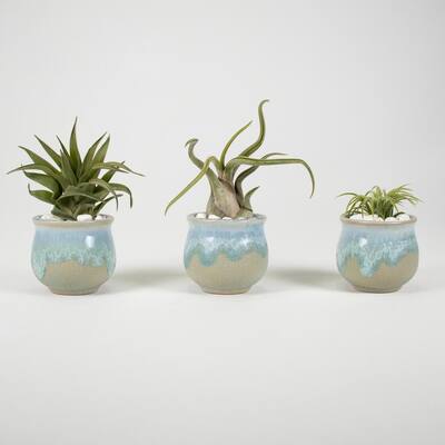 Air Plant Trio (Tillandsias) - Live Plants in 2.3 in. Blue, Gray Color Ceramic Pot Set w/ White Stone (3-Pack)