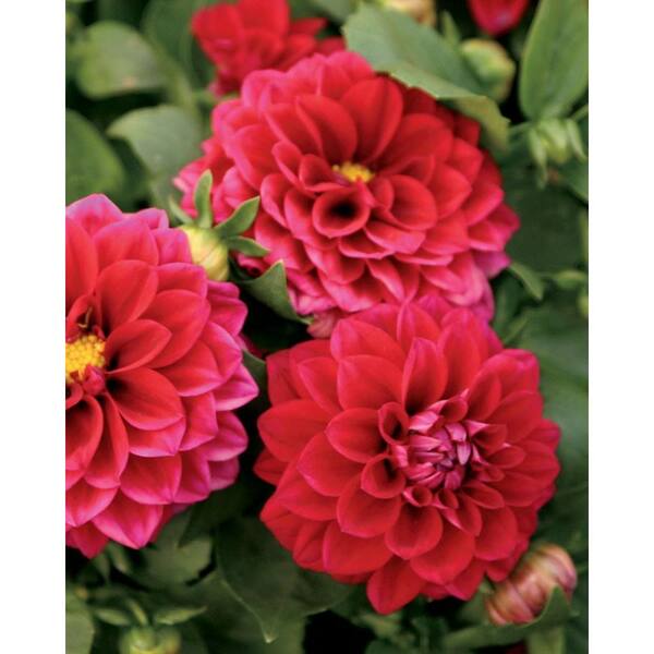 PROVEN WINNERS Dalina Midi Mariana (Dahlia) Live Plant, Pink-Red Flowers, 4.25 in. Grande