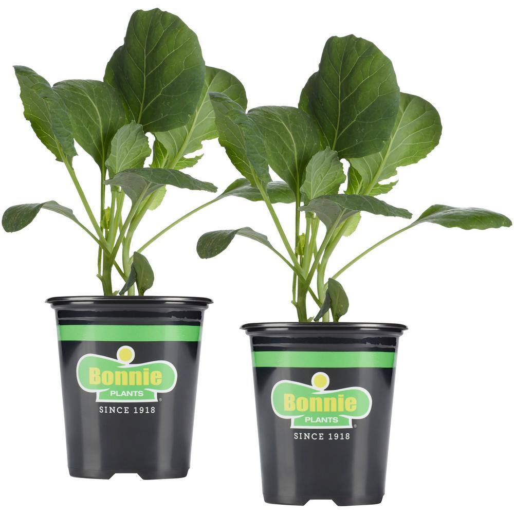 Bonnie Plants 19.3 oz. Green Magic Broccoli Live Plant (2Pack)202392