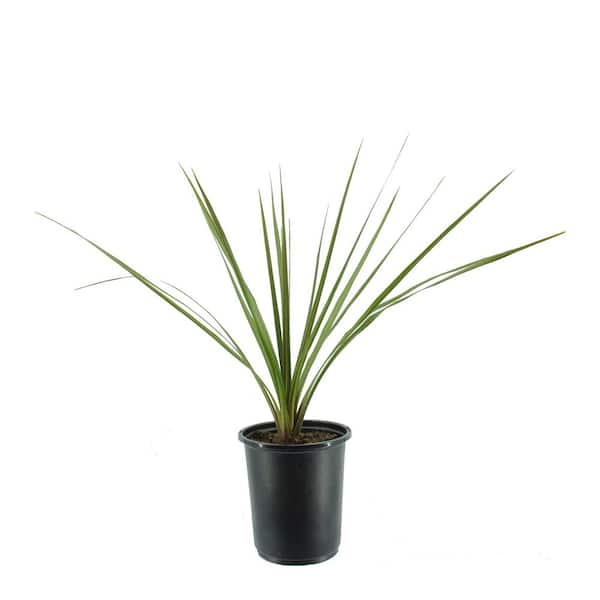10 inch monstera deliciosa Monstera Deliciosa — Green Acres Nursery & Supply