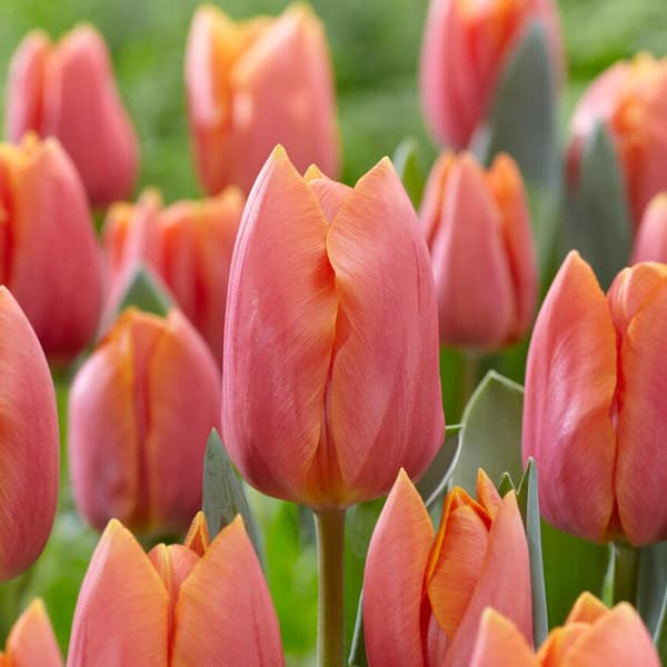 Garden State Bulb 12/ Plus  cm, Triumph Salmon Jimmy Peach Tulip Bulbs (Bag of 24)