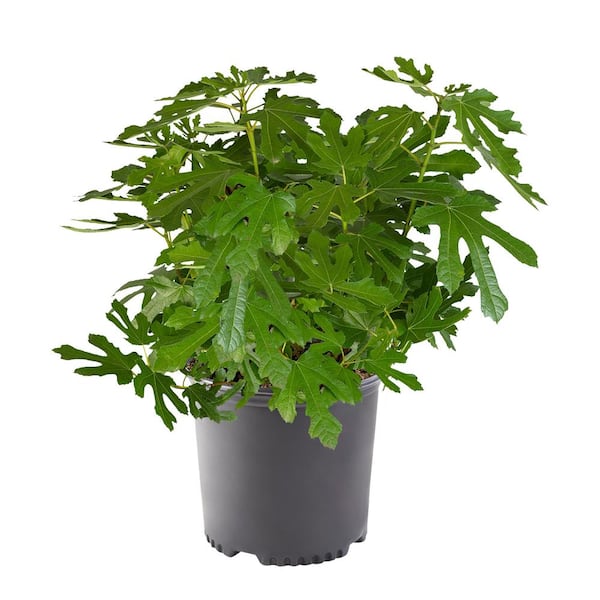 Unbranded 1 Gal. Kadota Fig Tree with Green Foliage