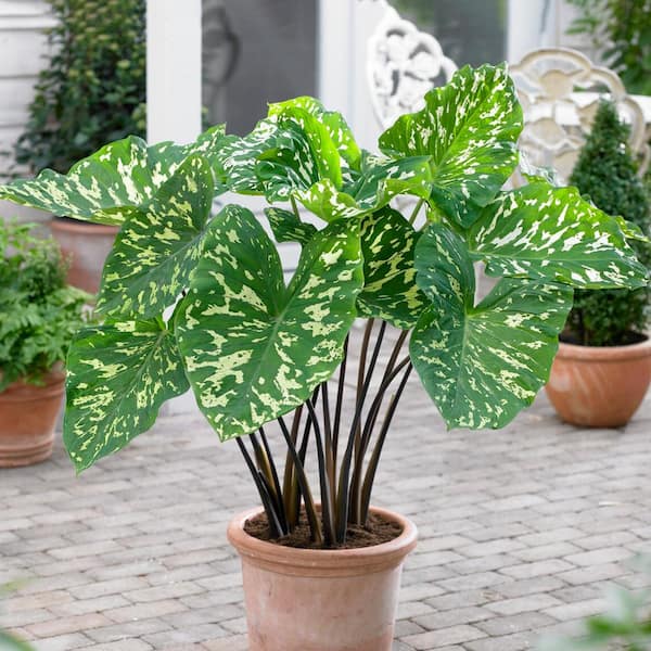 Garden State Bulb 7/9 in., Alocasia Hilo Beauty Elephant Ear Bulbs (Bag of 5)