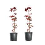 Online Orchards 1 Gal. Bloodgood Japanese Maple Tree - Dark Red Leaves ...