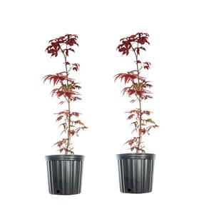1 Gal. Bloodgood Japanese Maple Tree Vibrant Red Foliage (2-Pack)