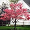 ornamental-trees-dogchb05g-64.0