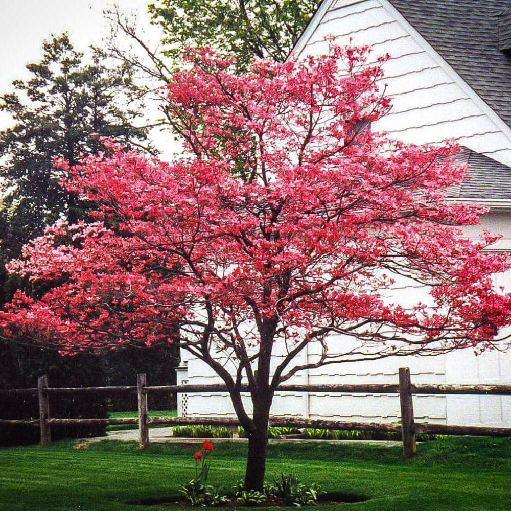 5 Gal. Cherokee Brave Dogwood Flowering Deciduous Tree with Red Flowers ...