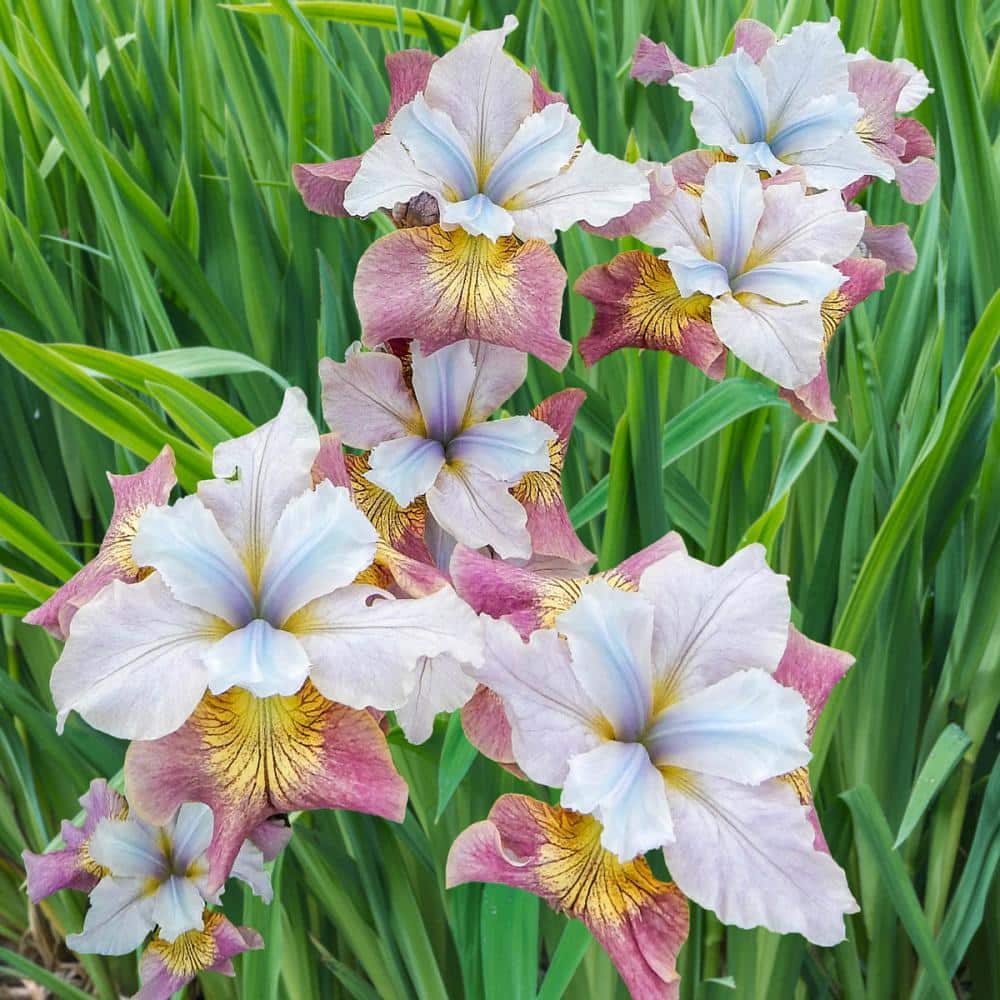 Multicolor Flowering Sugar Rush Siberian Iris Plant 3-Pack