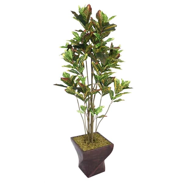 Laura Ashley 82 in. Tall Croton Tree with Multiple Trunks in 17 in. Fiberstone Planter