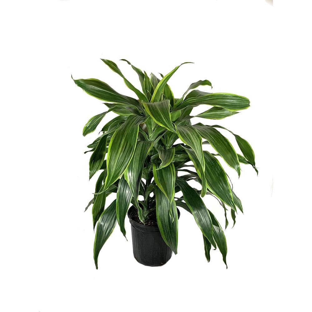 "Dracaena Art Carmen-Live Plant in an 8 Inch Growers Pot-Dracaena Deremensis ""Art Carmen""-Air Purifying Houseplant" price history on PriceWatchPro