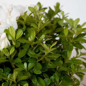 2 Gal. Autumn Angel Shrub with Clear White Reblooming Flowers