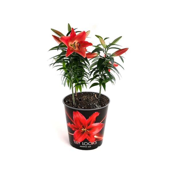 2.6 qt. Asiatic Lily Looks Red Plant 1004068792 - The Home Depot