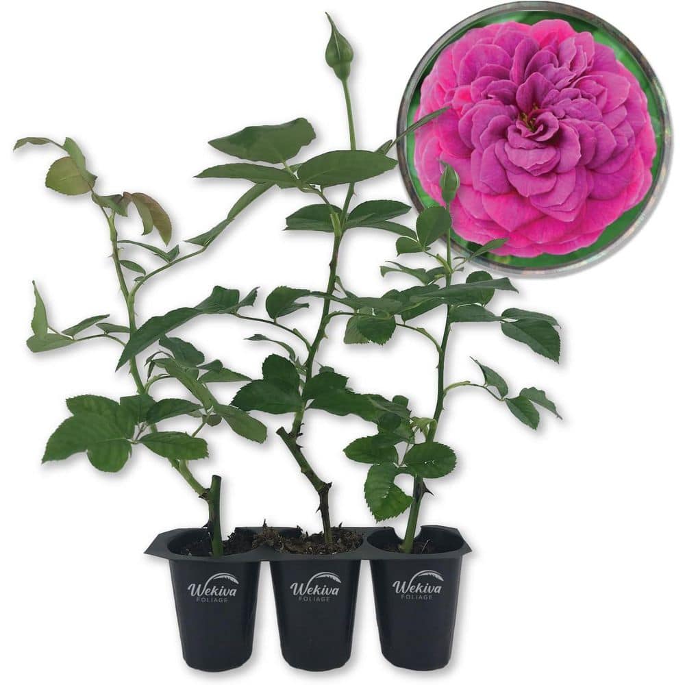 Celestial Night Rose Bush - 3 Live Starter Plants in 2 in. Pots - Beautifully Fragrant Hybrid Tea Rose from Florida price history on PriceWatchPro