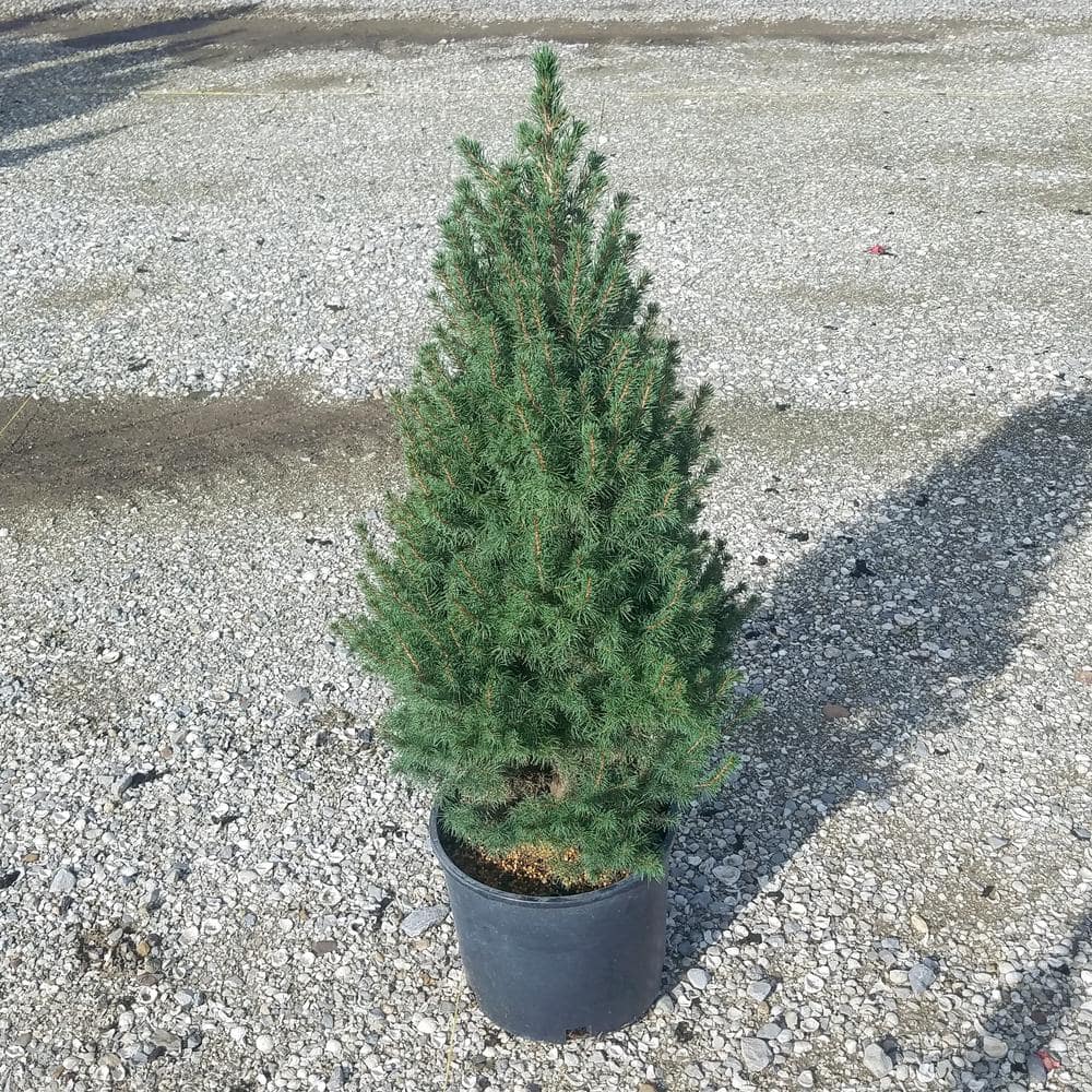 flowerwood 3 gal. dwarf alberta spruce tree with naturally pyramidal  evergreen foliage 47133 - the home depot
