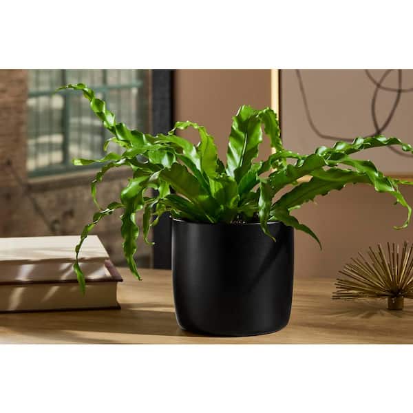 5.1 in. x 5.1 in. D x 4.7 in. H Eliana Small Black Ceramic Pot
