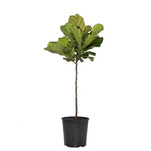 Standard Fiddle Leaf Fig (Ficus) in 3G Grower Container