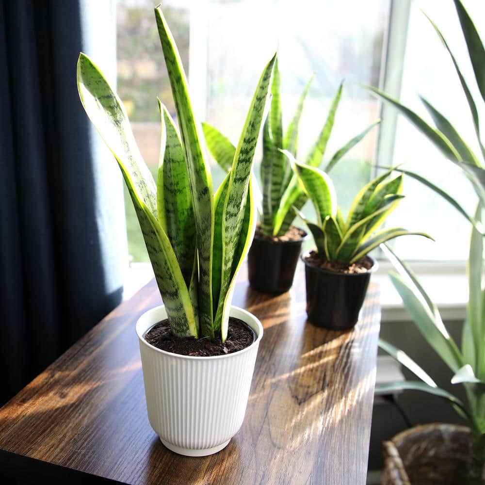 Large Green Snake Plant in White Planter