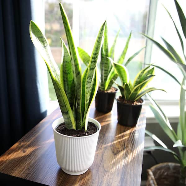 Laurentii Snake Plant, Clean Air Houseplant | 4.25 in Decor Pot; Full Sun | Element by Altman Plants, Size: 4.25 inch