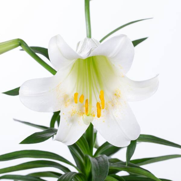 METROLINA GREENHOUSES 1.75 QT. Easter Liliy Annual Plant with