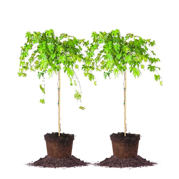 Unbranded #2 Southern Home Muscadine Shrub (2-Pack)