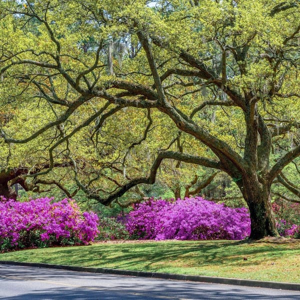 national PLANT NETWORK 1 Gal. Azalea Poukhanense Compacta
