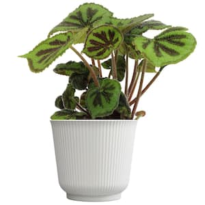 Iron Cross Begonia Masoniana 'Rock', 6 in. White Decorative Pot, Live Begonia Plant, Unique Live Indoor House Plant Gift