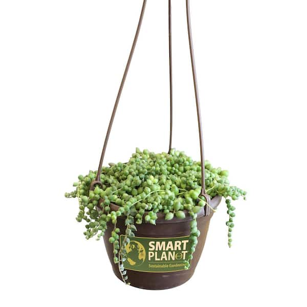 SMART PLANET 6 in. Assorted String of Pearls Hanging Basket Plant