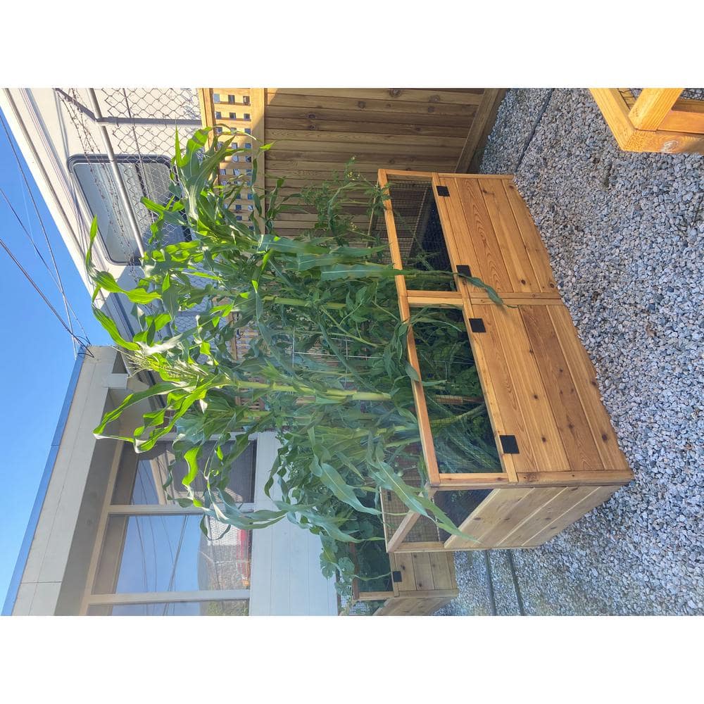 6 ft x 3 ft Cedar Raised Garden Bed with Wire Mesh