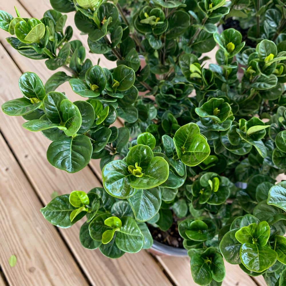 2.5 Quart Upright Evergreen Gardenia with Fragrant White Blooms